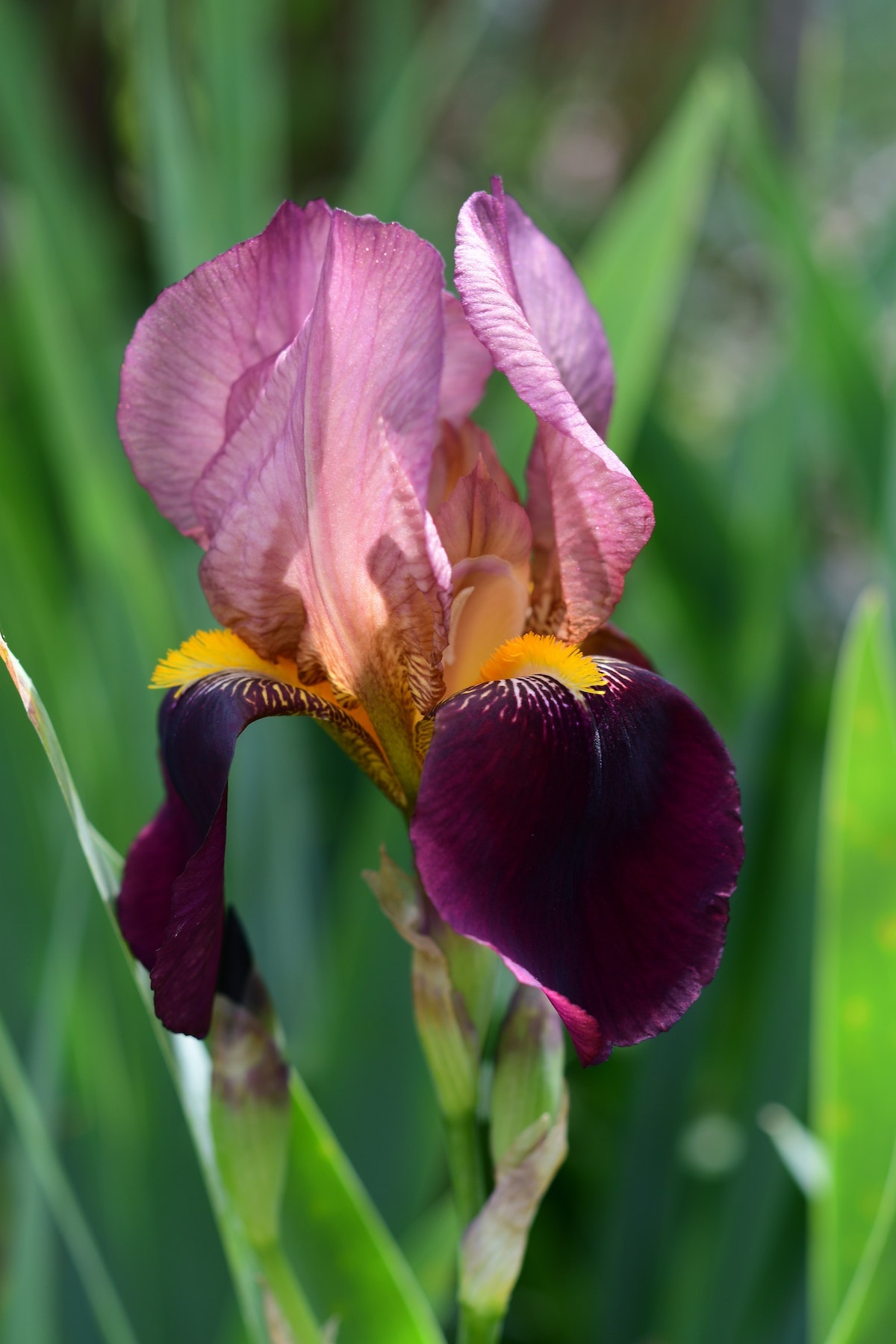 Foto Iris
